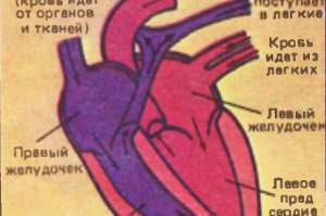 Сердце и кровеносные сосуды человека