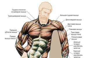 Миология наука изучающая мышцы