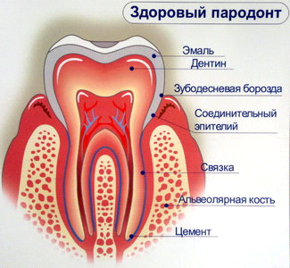 Реферат: Зубна дуга верхньої щелепи