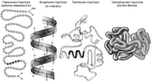 Укажи рисунок на котором представлена вторичная структура белка