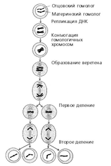 Редукция числа хромосом происходит во время. Схема нормального и патологического митоза. Мейоз. Телофаза мейоза 2. Схема тела фаза мейоза 1.