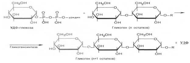 Глюкоза и фруктоза образуются при гидролизе. Синтез гликогена из Глюкозы реакция. УДФ Глюкоза. Синтез и распад гликогена. Синтез УДФ Глюкозы.