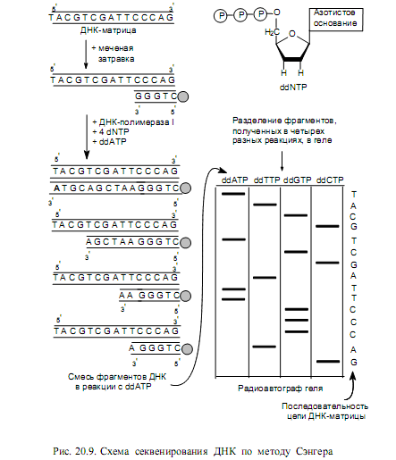 Секвенирование нуклеотидов. Секвенирование метод Сэнгера схема. Секвенирование ДНК по Сэнгеру. Этапы ферментативного метода секвенирования ДНК. Секвенирование ДНК схема.