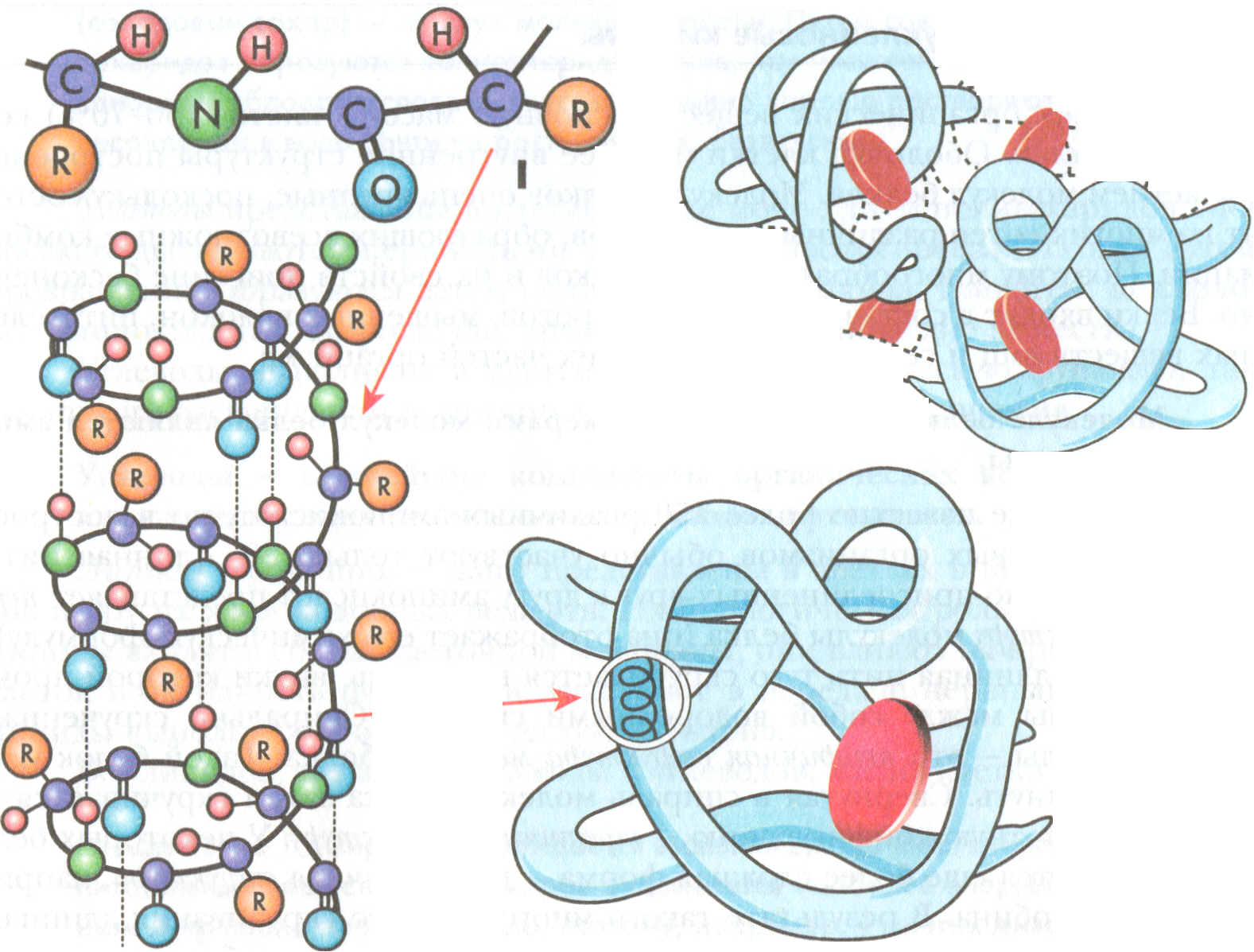 Структура молекулы белка разных конфигураций