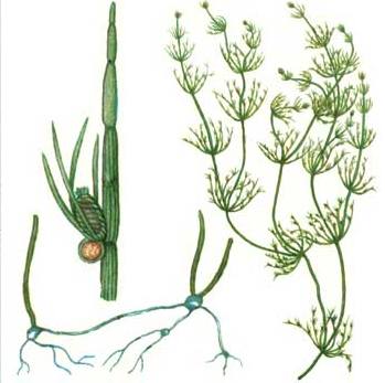 Рассмотрите изображения растений нителла редька дикая. Chara водоросль. Клубеньки харовых водорослей. Нителла водоросль строение. Харовые водоросли Хара.