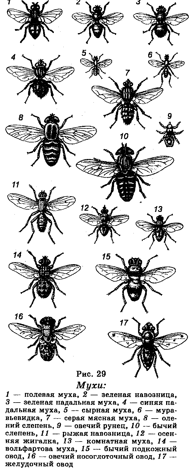 Полевая муха. Классификация мухи. Тип развития мухи. Виды полевых мух.