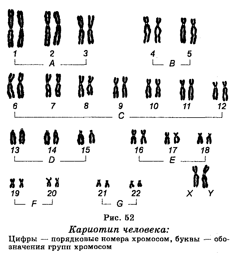 Диаграмма кариотипа человека