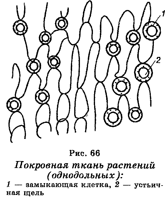 Покровные клетки. Покровная ткань рисунок клетки. Клетка покровной ткани растений рисунок. Изображение клетки покровной ткани. Покровная ткань рисунок клетки и ткани.