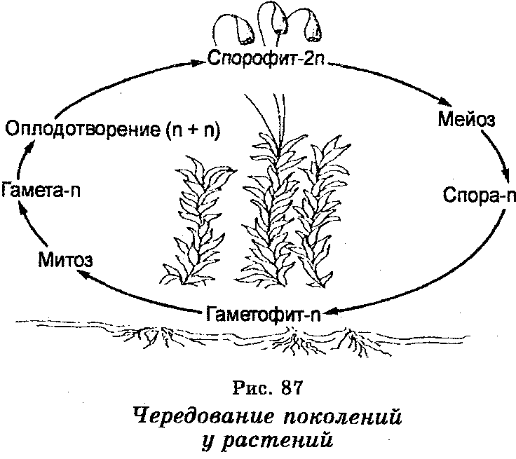 Мох стадия гаметофит. Цикл развития спорофита и гаметофита. Схема жизненного цикла высших растений. Жизненный цикл растений чередование поколений. Спорофит мха схема.
