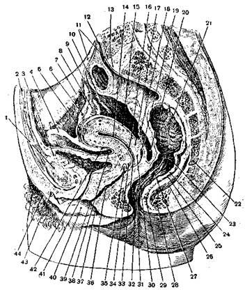 Женский орган между. Сагиттальный разрез матки. Анатомия матки в сагиттальном срезе. Органы таза Сагиттальный разрез. Сагиттальный разрез малого таза.