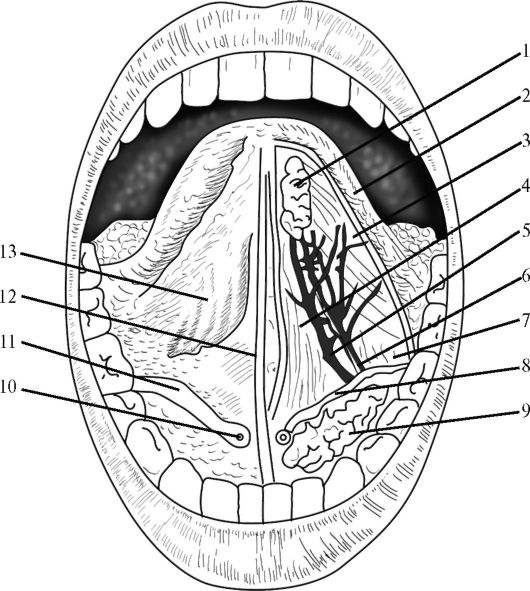 Подъязычная складка. Ротовая полость анатомия топография. Подъязычная полость рта. Абсцесс подъязычного желобка. Флегмона челюстно язычного желобка.