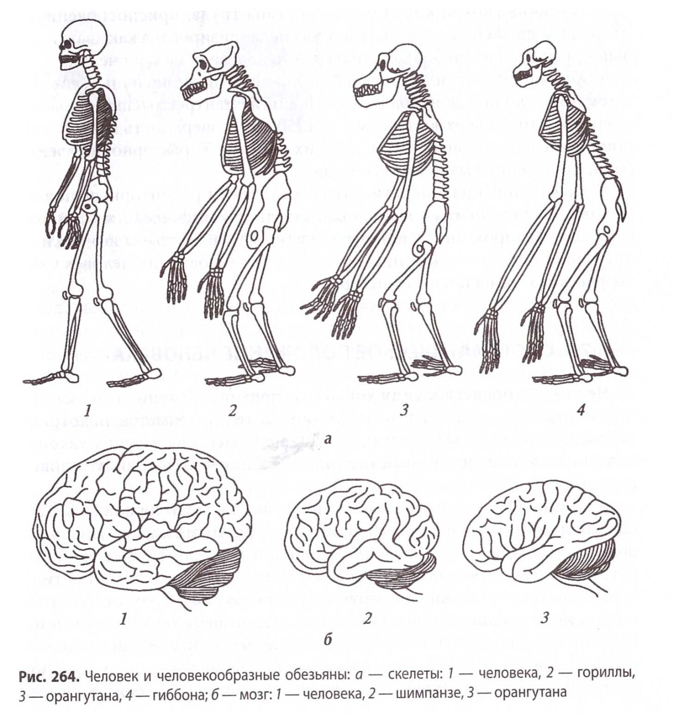 Деятельность человекообразных обезьян. Сравнение скелета человека и человекообразной обезьяны. Строение мозга человекообразной обезьяны. Строение скелета человека и человекообразных обезьян. Эволюция человекообразных обезьян.