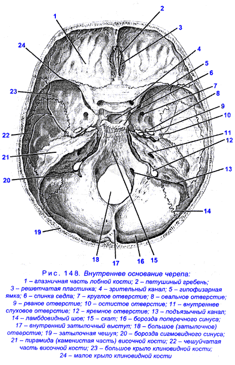 Внутренняя поверхность костей. Внутренняя поверхность основания черепа анатомия. Черепные ямки анатомия внутреннее основание черепа. Основание черепа Черепные ямки. Внутренняя поверхность основания черепа отверстия.