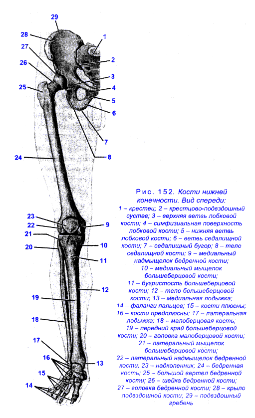 Анатомия нижней конечности человека. Кости нижних конечностей человека анатомия. Кости нижней конечности строение. Строение нижних конечностей анатомия. Кости нижней конечности вид спереди.