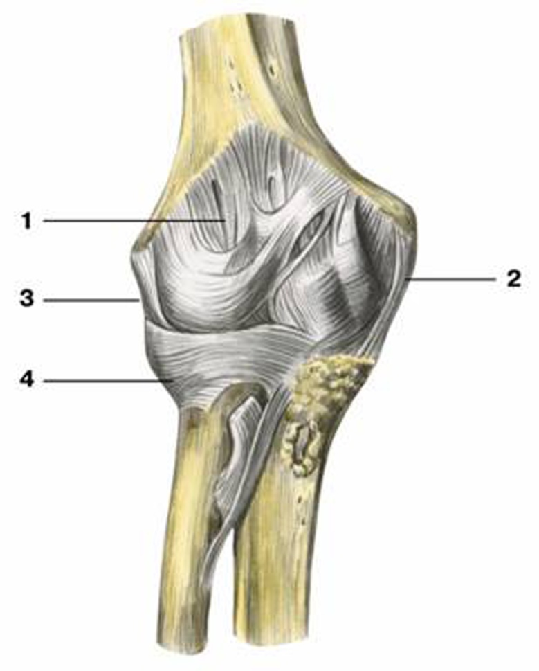 Локтевой мыщелок. Проксимальный лучелоктевой сустав анатомия. Анатомия локтевого сустава Синельников. Связки локтевого сустава анатомия. Дистальный и проксимальный лучелоктевой сустав.