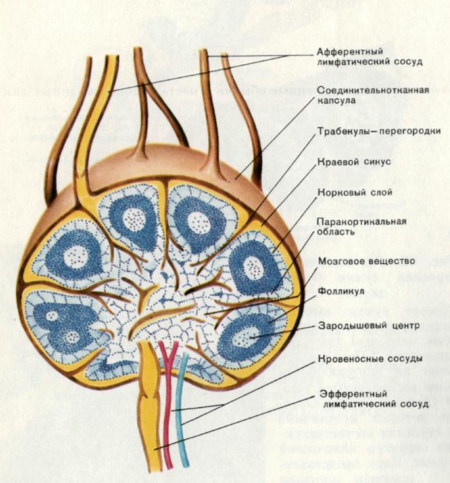 Лимфоузлы структурны. Лимфатический узел гистология схема. Строение лимфатического узла у детей. Строение лимфатического узла анатомия. Строение лимфатического узла рисунок.
