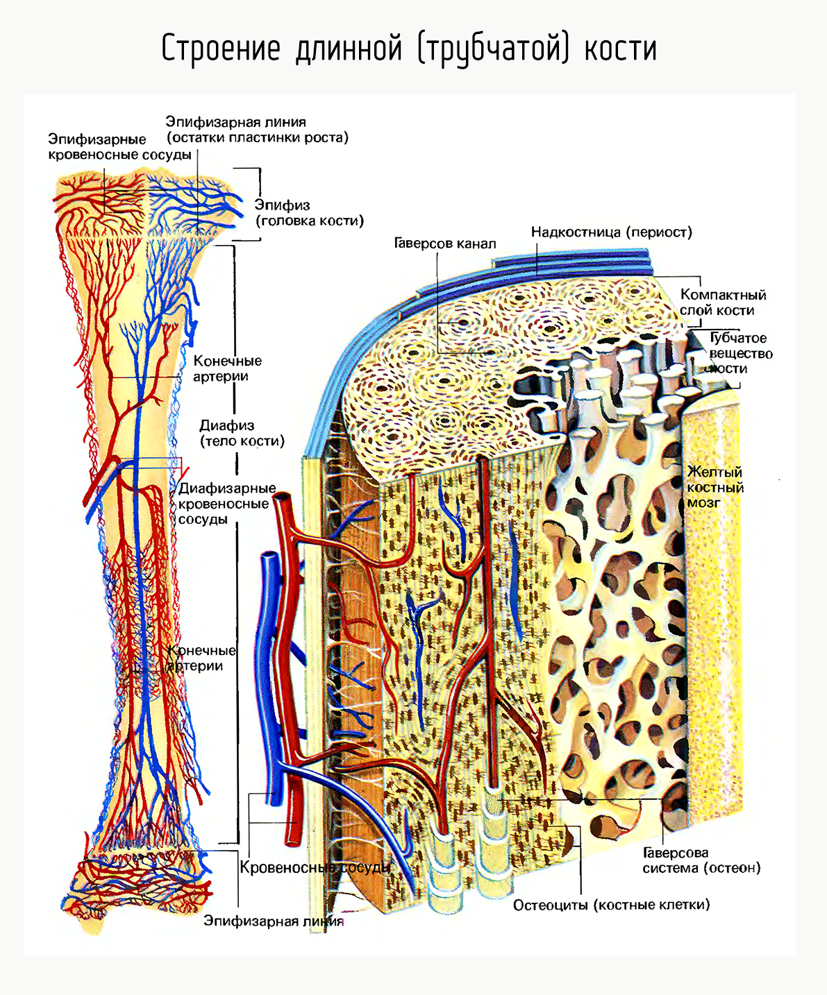 Кровообращение костей. Строение длинной трубчатой кости. Трубчатая кость строение анатомия. Внутреннее строение кости состав. Внутреннее строение трубчатых костей.