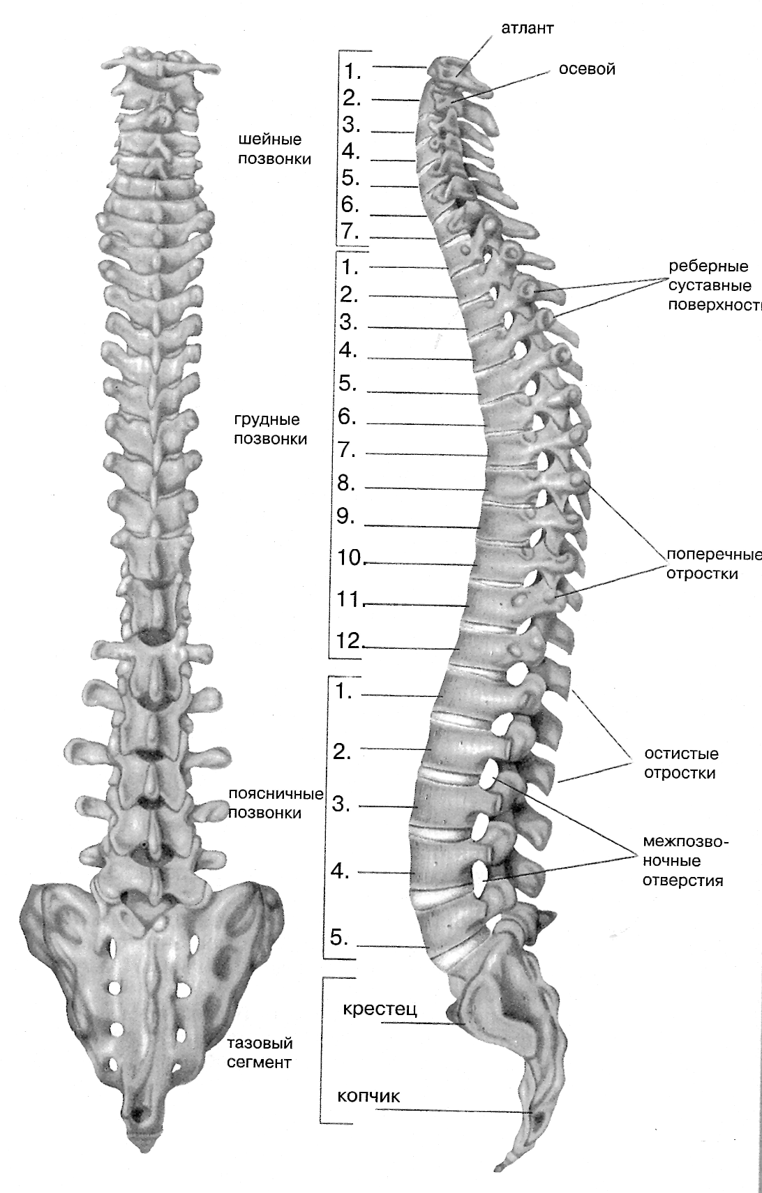 Поясничный скелет. Скелет шейно грудного отдела позвоночника. Позвоночник шейный отдел строение с4. Строение позвоночника спереди.
