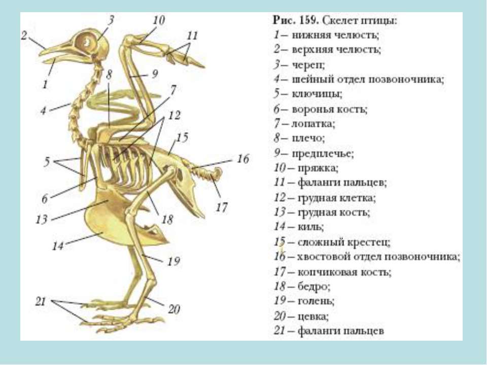 Вывод об особенностях строения скелета птиц. Скелет птицы биология 8 класс. Строение скелета птицы 7 класс биология. Строение скелета птицы 7 класс. Строение скелета птицы голубя.