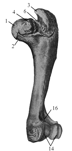 Большой бугорок плечевой кости фото