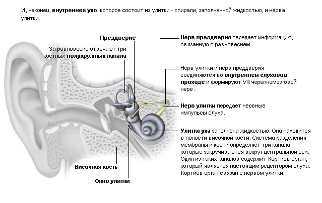 Функция улитки в ухе. Характеристика части органа слуха улитк. Строение и функции улитки внутреннего уха. Функция улитки во внутреннем ухе. Улитка функции орган слуха.