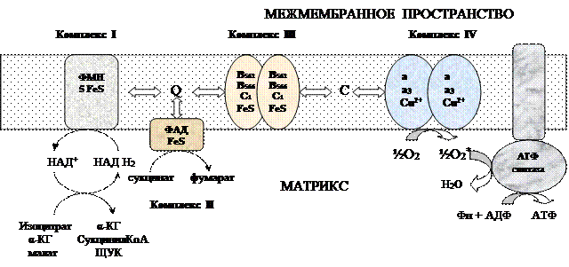 Окислительное фосфорилирование обобщенная схема