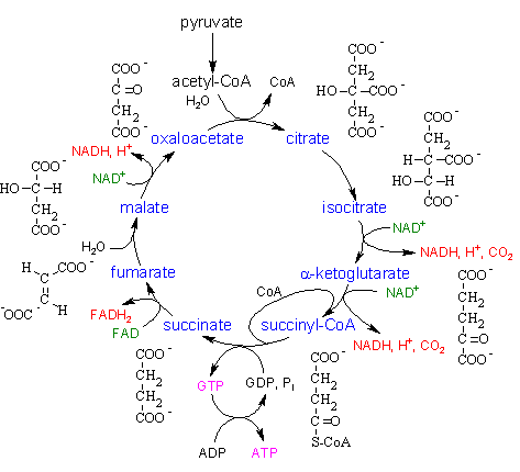 Суммарная реакция цикла трикарбоновых кислот. Цикл Кребса пируват. Цикл Кребса биохимия. Цикл трикарбоновых кислот АТФ. Цикл Кребса биохимия реакции.
