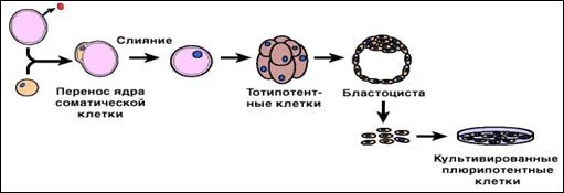 Извлечение соматического ядра клетки. Ядерный перенос соматических клеток. Перенос ядра. Перенос ядра соматической клетки. Клонирование методом переноса ядра соматической клетки.