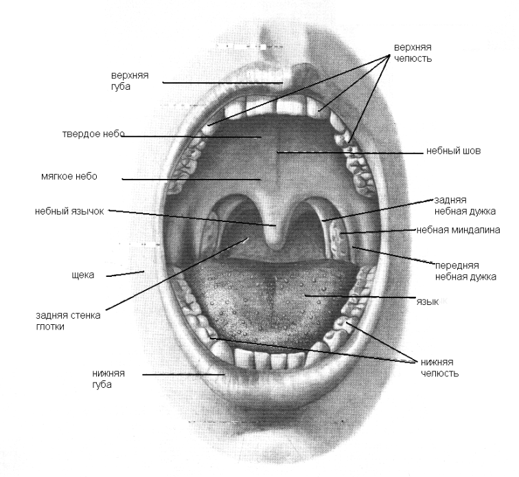 Верхняя стенка рта. Строение небной миндалины анатомия. Схема ротовой полости и ротоглотки. Небная миндалина анатомия ротовой полости. Задняя стенка глотки схема.