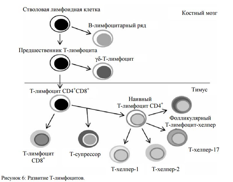 Созревание иммунных клеток. Схема онтогенеза т лимфоцитов. Этапы дифференцировки т лимфоцитов. Общая схема онтогенеза лимфоцитов иммунология. Созревание лимфоцитов схема.
