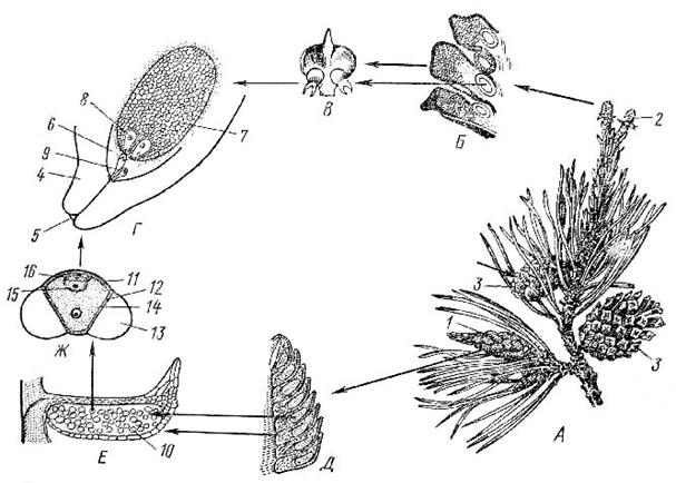 Схема опыления хвойных. Жизненный цикл голосеменных растений сосна обыкновенная. Цикл сосны обыкновенной. Микроспора голосеменных. Формирование семязачатка у голосеменных.