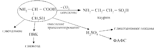 Схема активации аминокислот. Реакция активации метионина. Обмен серосодержащих аминокислот метионина и цистеина. Участие метионина в реакциях трансметилирования. Структура активного метионина