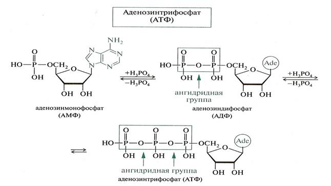 Разложение атф. Реакции образования АТФ (аденозин-5-трифосфата. АТФ В АДФ реакция.