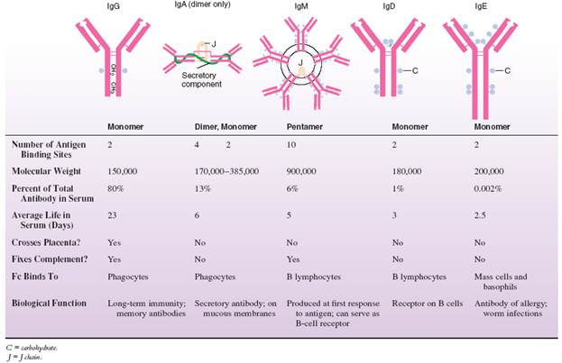 characteristics-of-the-immunoglobulin-ig-classes