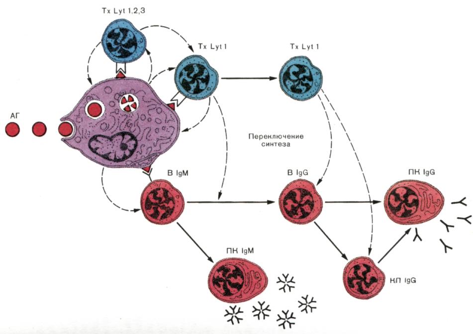 Методы оценки в системы иммунитета