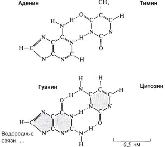 Гуанин и цитозин водородные связи. Тимин аденин гуанин строение. Строение аденина гуанина Тимина. Аденин гуанин цитозин Тимин комплементарность в ДНК. Соединение аденина и Тимина.