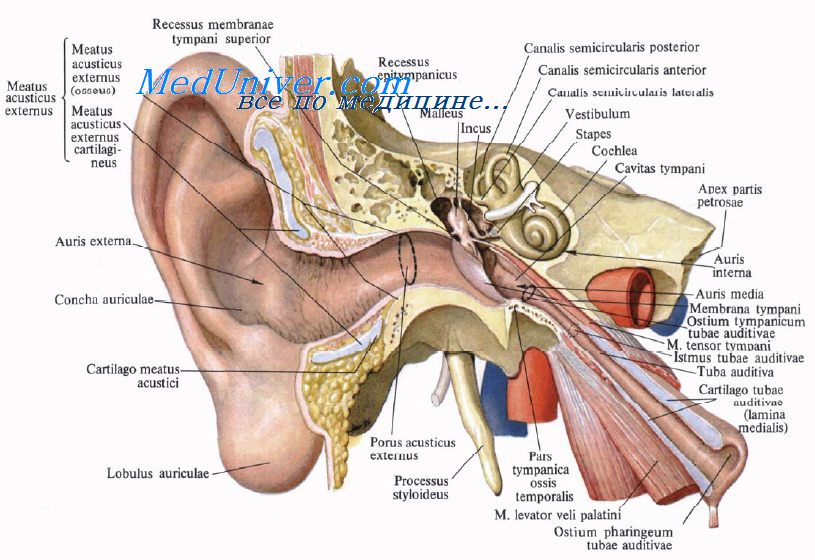 Строение среднего уха.
