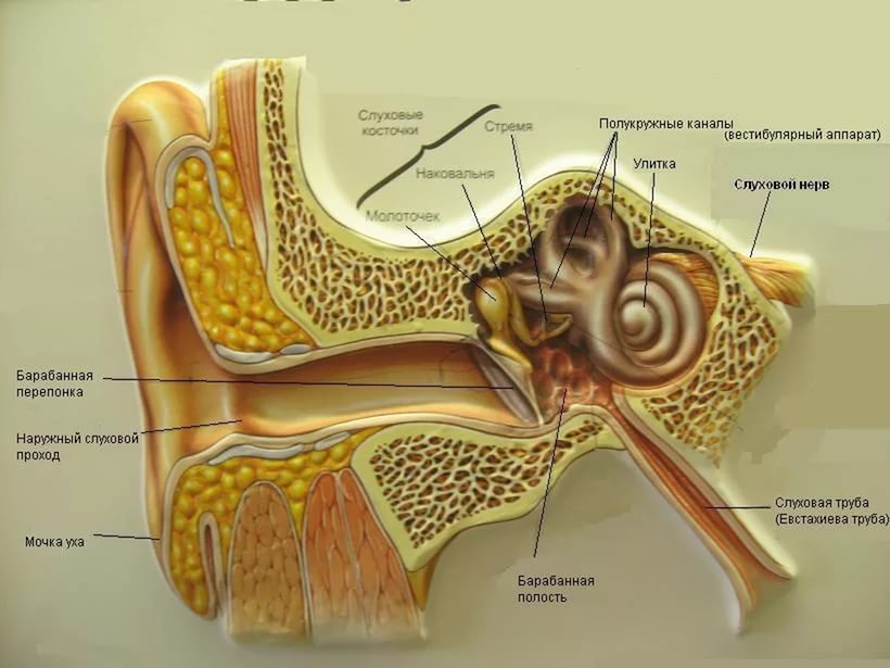 Барабанной перепонкой и внутренним ухом. Евстахиева (слуховая) труба анатомия. Строение уха евстахиева труба. Внутреннее ухо евстахиева труба. Барабанная перепонка строение уха.