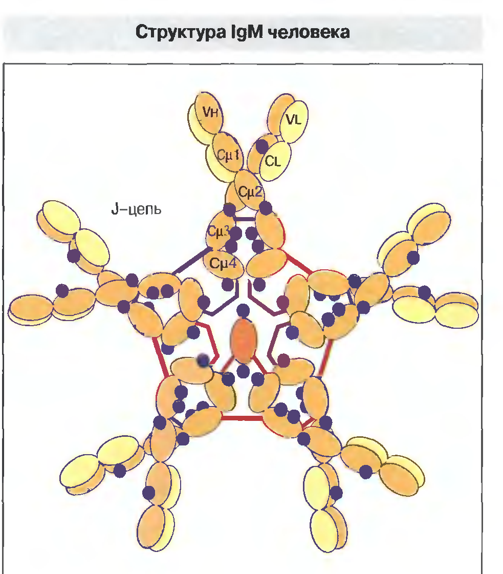Иммуноглобулины iga igm. IGM строение иммуноглобулина. IGM антитела строение. Иммуноглобулин m структура. Структура антитела IGG.