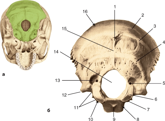 Череп задняя часть. Кости черепа затылочная кость. Анатомия затылочной кости черепа. Затылочная кость Синельников. Затылочная кость топография.