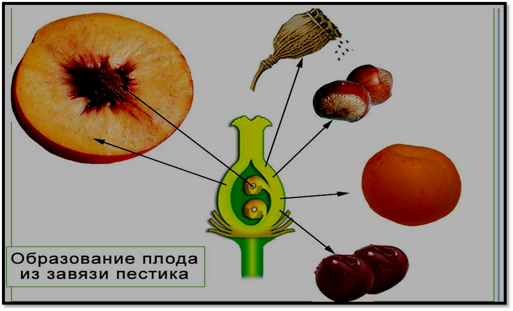 Строение плода и семени у покрытосеменных. Строение плода покрытосеменных растений. Образование плодов и семян. Образование плода растений.
