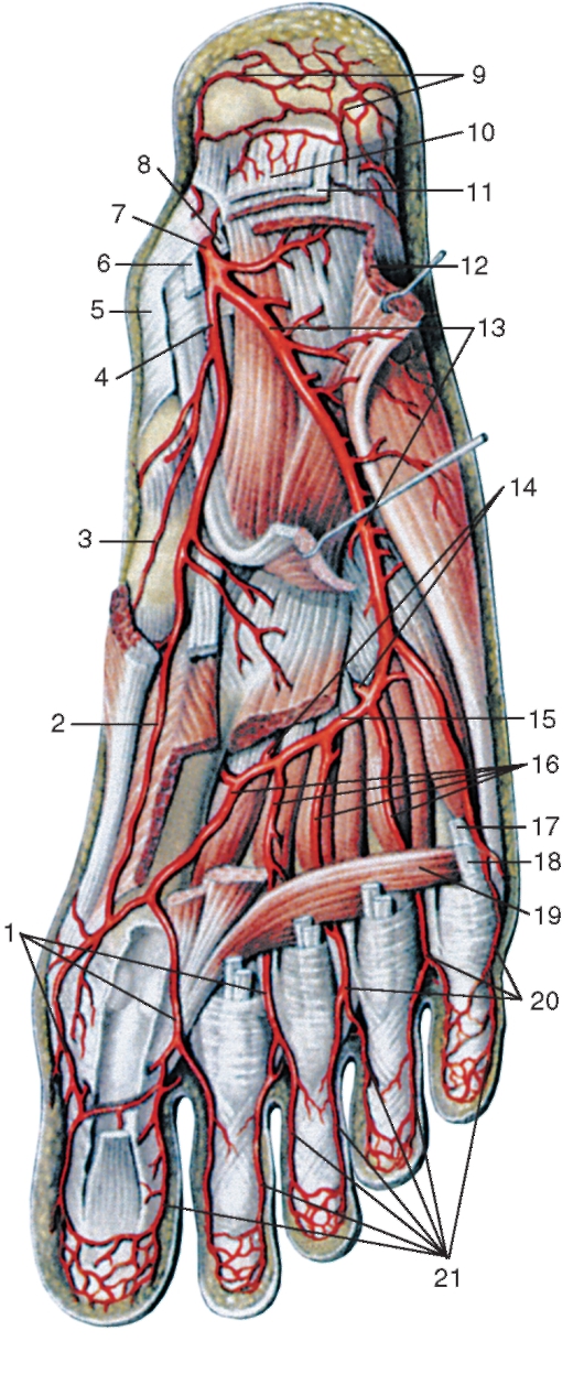 Основные артерии стопы. Кровоснабжение стопы анатомия. Медиальная подошвенная артерия. Ветви тыльной артерии стопы. Подошвенные плюсневые артерии.