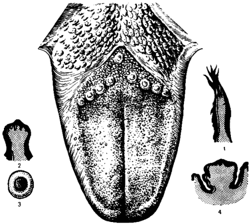 Желобовидный сосочек языка фото