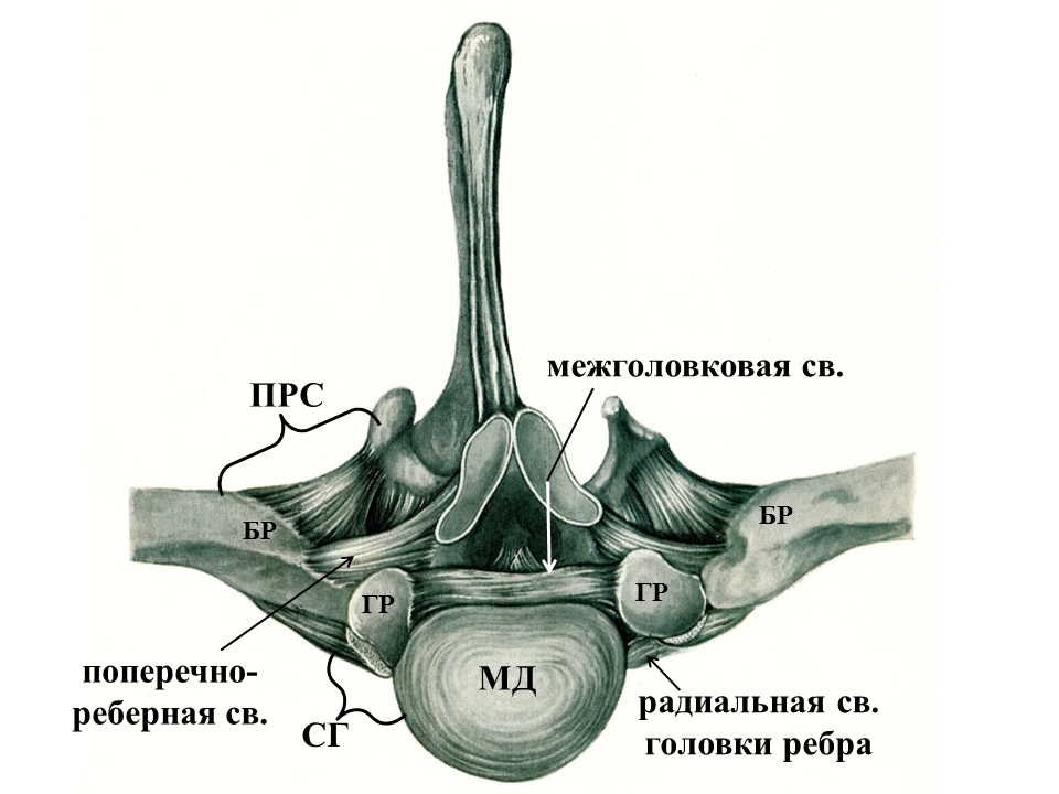 Связка головки. Сустав головки ребра и реберно поперечный сустав. Соединение ребер с позвонками у животных. Соединения сустава головки ребра. Соединение ребер суставы.