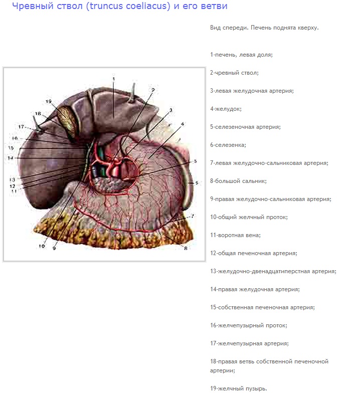 Чревный ствол и его ветви. Чревный ствол анатомия препарат. Сосуды чревного ствола анатомия. Чревный ствол печень селезёнка. Truncus Coeliacus (чревной ствол).