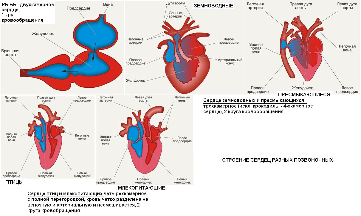 Сердце пресмыкающихся отличается от сердца земноводных. Строение сердца рыб земноводных пресмыкающихся. Схема строения сердца рыб. Строение кровеносной системы позвоночных животных. Эволюция кровеносной системы хордовых.