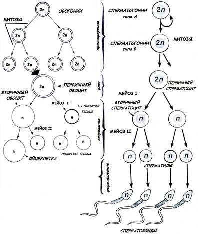 Установите последовательность этапов овогенеза образование ооцитов. Схема сперматогенеза гистология. Схема овогенеза гистология. Схема сперматогенеза и овогенеза. Гаметогенез схема.