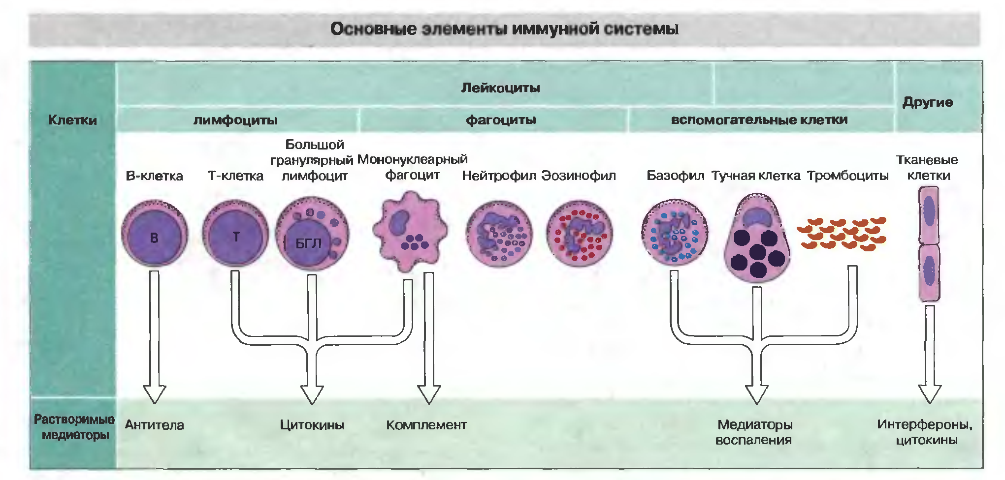 Лекция по теме Клетки иммунной сисемы. Иммунокомпетентные клетки 