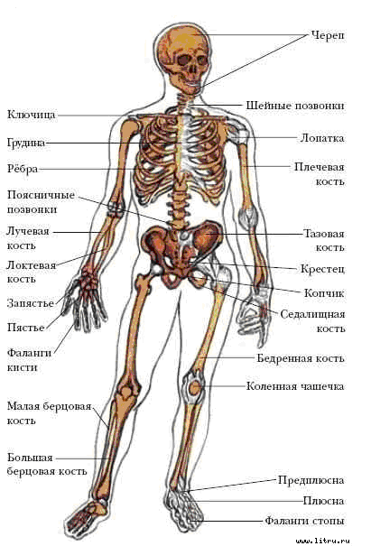 Скелет с названиями костей на русском языке. Строение человеческих костей. Анатомическое строение скелета человека. Анатомия скелета с названиями костей. Строение кости человека анатомия скелет.