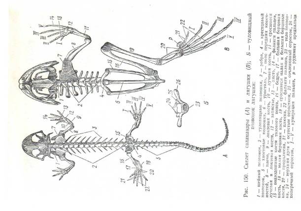 Скелет земноводных схема биология 7 класс. Пятипалые конечности у земноводных. Внутреннее строение амфибий. Внутреннее строение ящерицы. Скелет парных конечностей